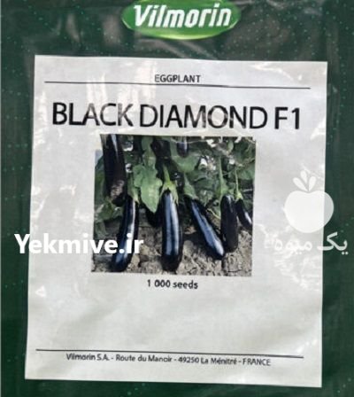 بذر بادمجان بلک دیاموند در چیتاب در گروه خرید و فروش بذر بادمجان در یکمیوه -عکس1