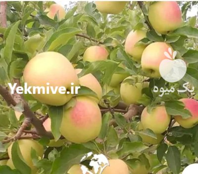 سیب لوکس پادنا در سمیرم در گروه خرید و فروش سیب در یکمیوه -عکس1