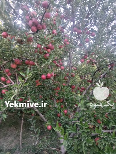 سیب لوکس پادنا در سمیرم در گروه خرید و فروش سیب در یکمیوه -عکس3