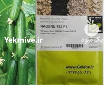 عرضه بذر خیار ناگین با کیفیت در بوشهر در گروه خرید و فروش بذر خیار در یکمیوه -عکس1