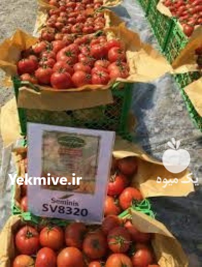 فروش بذر گوجه فرنگی 8320 پربازده در اهواز در گروه خرید و فروش بذر گوجه در یکمیوه -عکس1