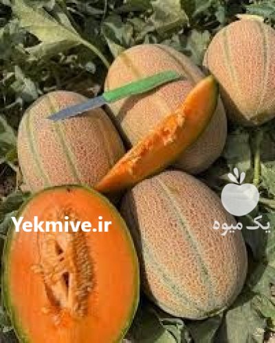 عرضه بذر ملون جانا با کیفیت در اصفهان در گروه خرید و فروش بذر ملون در یکمیوه -عکس1