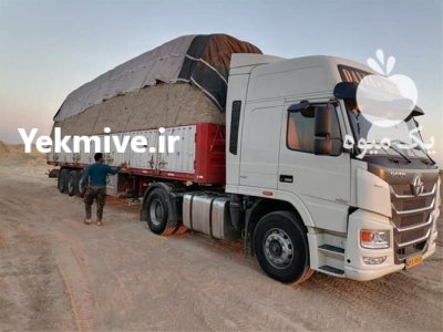 کاه باگس نیشکر کاه نیشکر در پیشوا در گروه خوراک دام و طیور در یکمیوه -عکس1