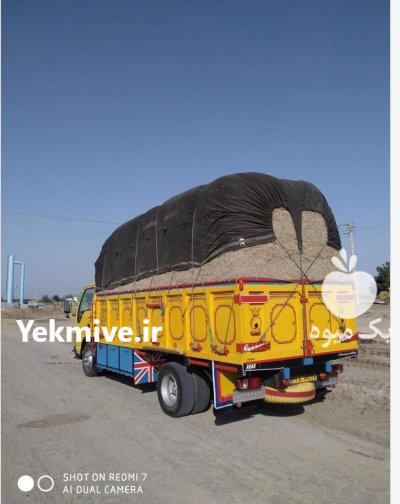 کاه باگس نیشکر کاه نیشکر در پیشوا در گروه خوراک دام و طیور در یکمیوه -عکس2