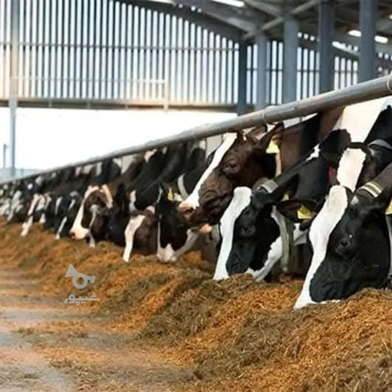 کاه باگس نیشکر کاه نیشکر در پیشوا در گروه خوراک دام و طیور در یکمیوه -عکس4