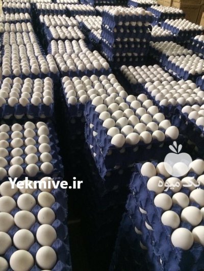 تخم مرغ صادراتی عراق پاکستان افغانستان در مشهد در گروه انواع تخم ها در یکمیوه -عکس1