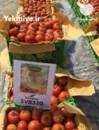 فروش بذر گوجه فرنگی 8320 پربازده در اهواز در گروه خرید و فروش بذر گوجه در یکمیوه