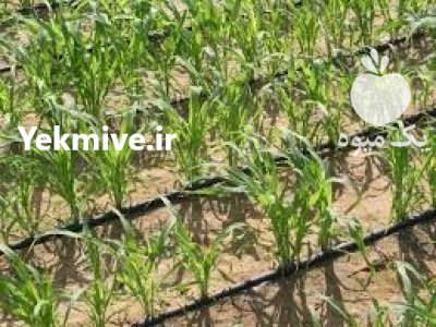 بهترین نوار آبیاری قطره ای در امیدیه در گروه خرید و فروش دستگاه آبیاری در یکمیوه -عکس1