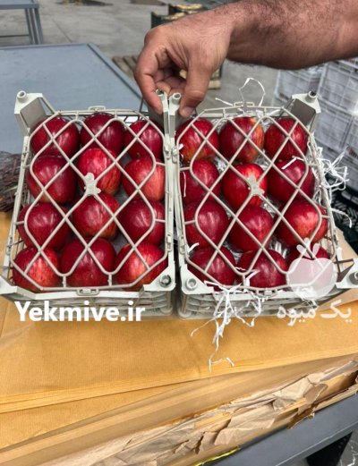 سورتینگ و سردخانه و صادرات در ارومیه در گروه سورتینگ در یکمیوه -عکس2