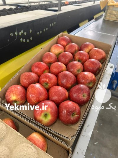 سورتینگ و سردخانه و صادرات در ارومیه در گروه سورتینگ در یکمیوه -عکس3