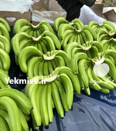 موز اکوادور در مهاباد در گروه خرید و فروش موز در یکمیوه -عکس1