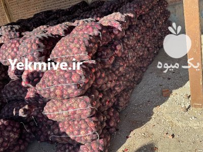 پیاز قرمز در مهاباد در گروه خرید و فروش پیاز در یکمیوه -عکس1