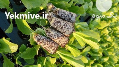گلخانه تولید فروش انواع نشاهای سبزی در قزوین در گروه خرید و فروش نشا در یکمیوه -عکس2