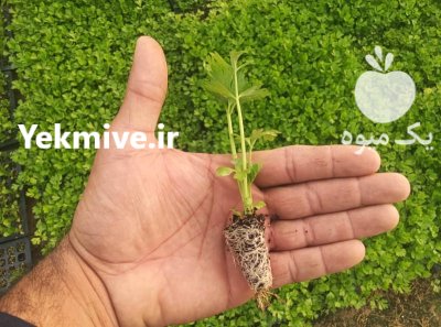 گلخانه تولید فروش انواع نشاهای سبزی در قزوین در گروه خرید و فروش نشا در یکمیوه -عکس3