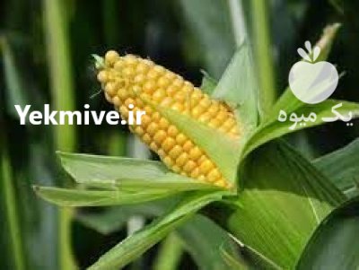 قیمت بذر ذرت تارگت در بیارجمند در گروه خرید و فروش بذر ذرت در یکمیوه -عکس2