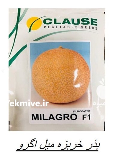 بذر خربزه گالیا میلاگرو در آبسرد در گروه خرید و فروش بذر خربزه در یکمیوه -عکس1