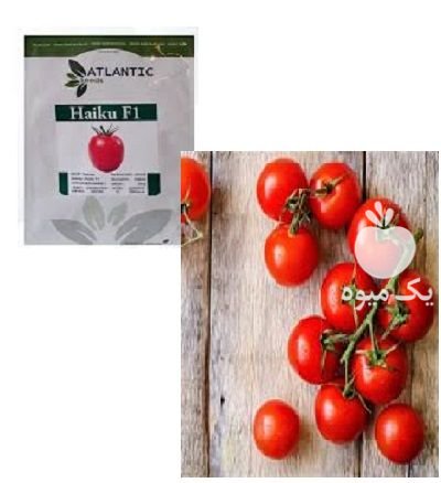 بذر گوجه فضای باز هایکو در برازجان در گروه خرید و فروش بذر گوجه در یکمیوه -عکس1