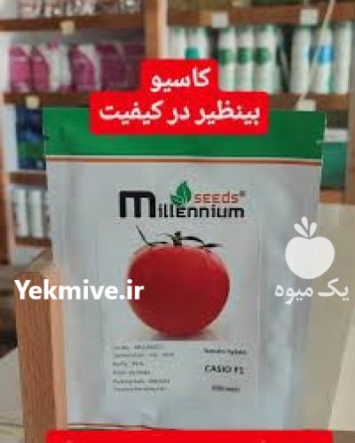 بذر گوجه کاسیو اصل موجود شد در بوشهر در گروه خرید و فروش بذر گوجه در یکمیوه -عکس1
