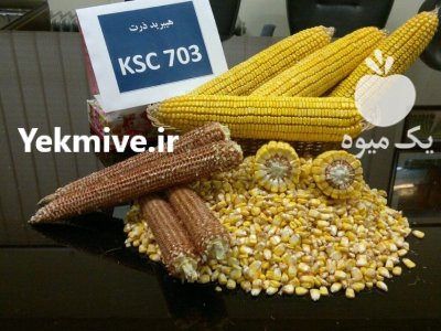 بذر ذرت بذر ذرت 703 در دیشموک در گروه خرید و فروش بذر ذرت در یکمیوه -عکس1