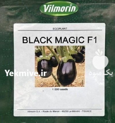 بذر بادمجان بلک مجیک در بیجار در گروه خرید و فروش بذر بادمجان در یکمیوه -عکس1