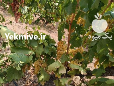 اجاره باغ میوه ای در شهریار در گروه خرید و فروش آلو در یکمیوه -عکس1