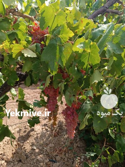اجاره باغ میوه ای در شهریار در گروه خرید و فروش آلو در یکمیوه -عکس2