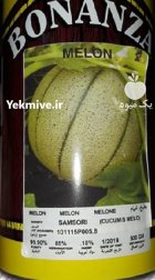 بذر طالبی سمسوری در آمل در گروه خرید و فروش بذر طالبی در یکمیوه