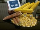 بذر ذرت بذر ذرت 703 در دیشموک در گروه خرید و فروش بذر ذرت در یکمیوه