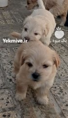 فروش توله شیتزو تریر در اراک در گروه سگ و گربه در یکمیوه