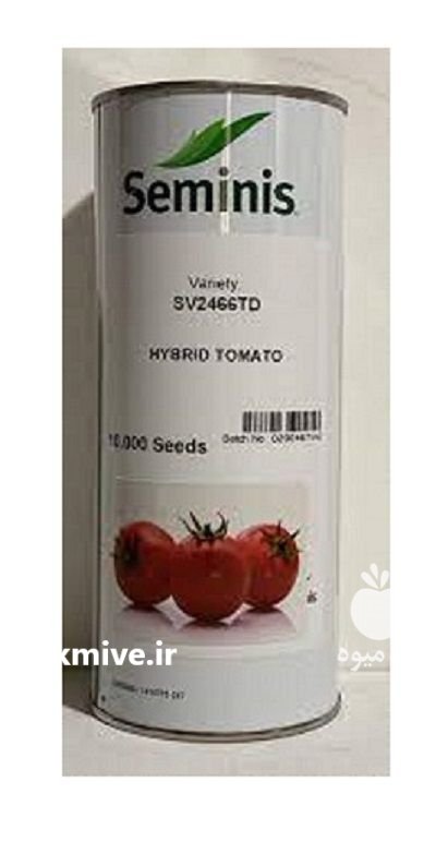 بذر گوجه 2466 سمینیس در پاوه در گروه خرید و فروش بذر گوجه در یکمیوه -عکس1