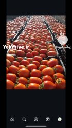 بذر گوجه تماته رقم متین چک در شیراز در گروه خرید و فروش بذر گوجه در یکمیوه