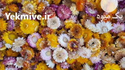 فروش گل مینا خشک جهت تزئین در شیراز در گروه خرید و فروش انواع گل در یکمیوه -عکس1