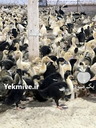 جوجه اردک پکنی و جوجه گلپایگان در قم در گروه مرغ و خروس و بوقلمون و اردک قو قاز در یکمیوه -عکس2