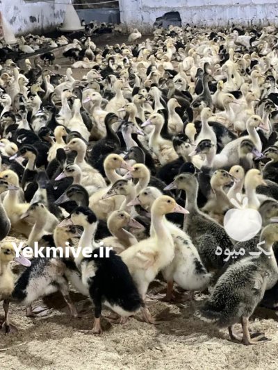 جوجه اردک پکنی و جوجه گلپایگان در قم در گروه مرغ و خروس و بوقلمون و اردک قو قاز در یکمیوه -عکس4