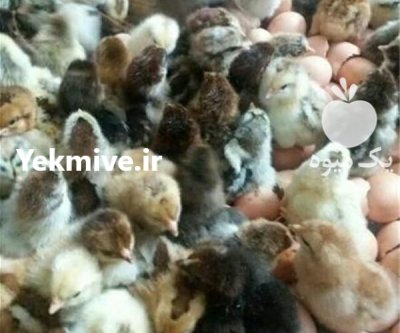 جوجه اردک پکنی و جوجه گلپایگان در قم در گروه مرغ و خروس و بوقلمون و اردک قو قاز در یکمیوه -عکس3