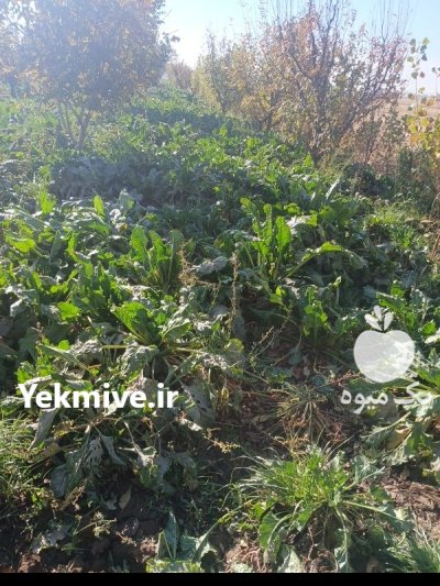 فروش چغندر در قزوین در گروه خرید و فروش چغندر در یکمیوه -عکس1