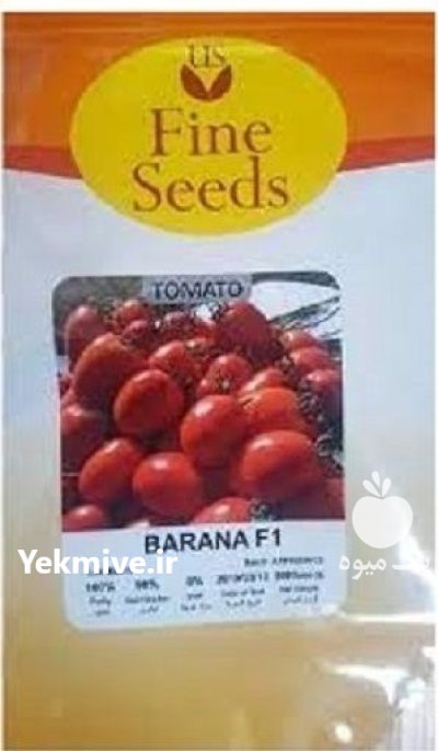 توزیع بذر گوجه بارانا در باخرز در گروه خرید و فروش بذر گوجه در یکمیوه -عکس1