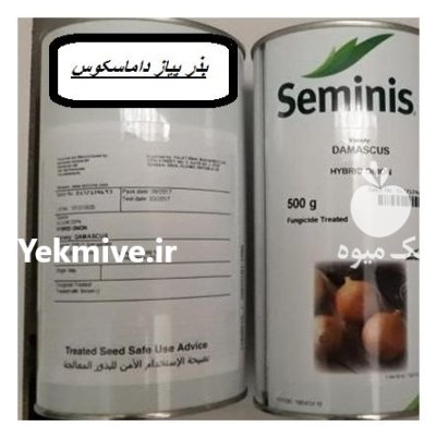 بذر پیاز داماسکوس در تاکستان در گروه خرید و فروش بذر پیاز در یکمیوه -عکس1