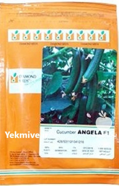 بذر خیار گلخانه زودرس آنجلا در بلداجی در گروه خرید و فروش بذر خیار در یکمیوه -عکس1