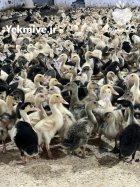 جوجه اردک پکنی و جوجه گلپایگان در قم در گروه مرغ و خروس و بوقلمون و اردک قو قاز در یکمیوه