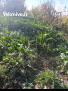 فروش چغندر در قزوین در گروه خرید و فروش چغندر در یکمیوه