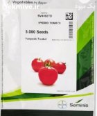 فروش بذر گوجه 4592 sv سمینیس در آبسرد در گروه خرید و فروش بذر گوجه در یکمیوه