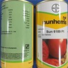 فروش بذر گوجه 6189 در آبیک در گروه خرید و فروش بذر گوجه در یکمیوه