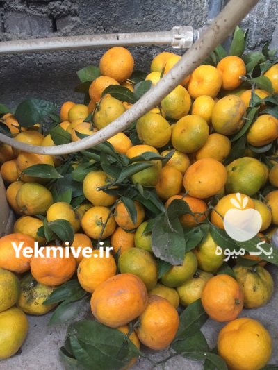 فروش نارنگی در آمل در گروه خرید و فروش نارنگی در یکمیوه -عکس1