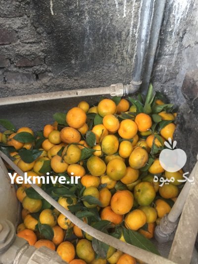 فروش نارنگی در آمل در گروه خرید و فروش نارنگی در یکمیوه -عکس2