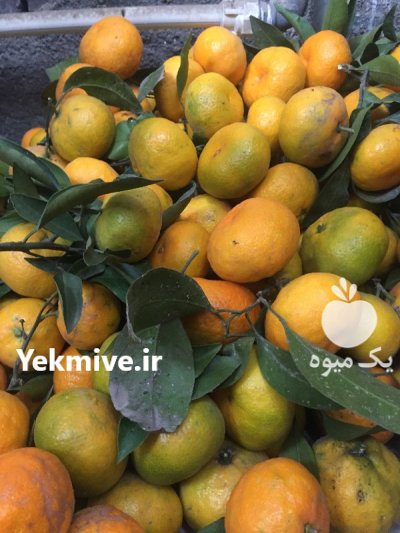 فروش نارنگی در آمل در گروه خرید و فروش نارنگی در یکمیوه -عکس3