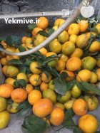فروش نارنگی در آمل در گروه خرید و فروش نارنگی در یکمیوه