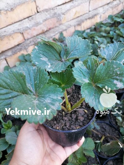 نشا گلدانی ریشه لخت توت فرنگی در دلند در گروه خرید و فروش نشا در یکمیوه -عکس1