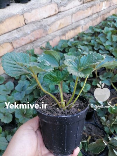 نشا گلدانی ریشه لخت توت فرنگی در دلند در گروه خرید و فروش نشا در یکمیوه -عکس2