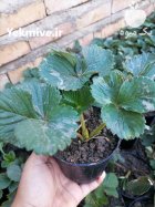 نشا گلدانی ریشه لخت توت فرنگی در دلند در گروه خرید و فروش نشا در یکمیوه